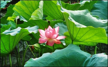 Chỉ có ta là nơi nương tựa cho ta (Atta hi attano nātho)
